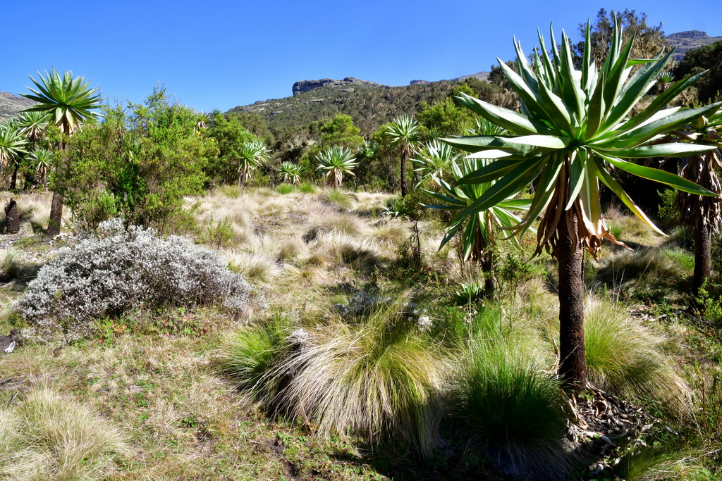 Simien Mountains N.P.